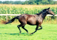 Codieco galloping for the pure joy of it!