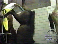 Slaughterhouse workers butchers a horse hanging by one hind leg