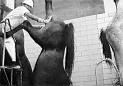 slaughtered American horse hangs by one hind leg and is butchered