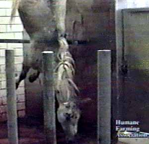 Horse hangs upside down after being hit repeatedly in the head with a four inch nail. His throat is about to be cut.