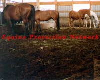 Horses from various sales stand in a manure filled pen at a horse auction awaiting their final ride to the slaughterhouse.
