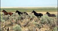Americas wild horses are also sent to slaughter