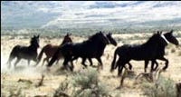 America's wild horses continue to be sent to slaughter.