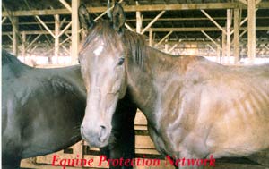 Horses in drop off pen destined for slaughter.