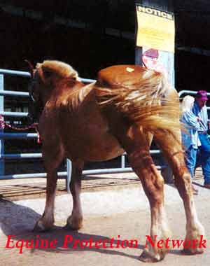 Belgian draft horse tied at sale. Ribs are prominent, hip bones are jutting out. Above & to the left of the horse is a sign regarding horses accepted at the sale.